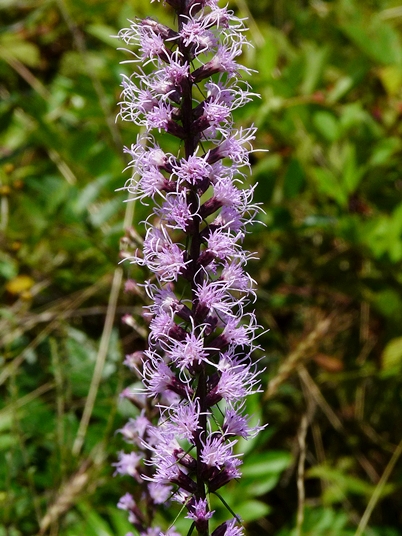 {Liatris spicata}